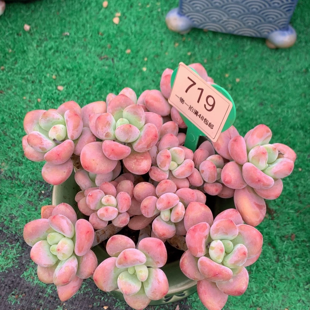 红洛神老桩无砍平头719