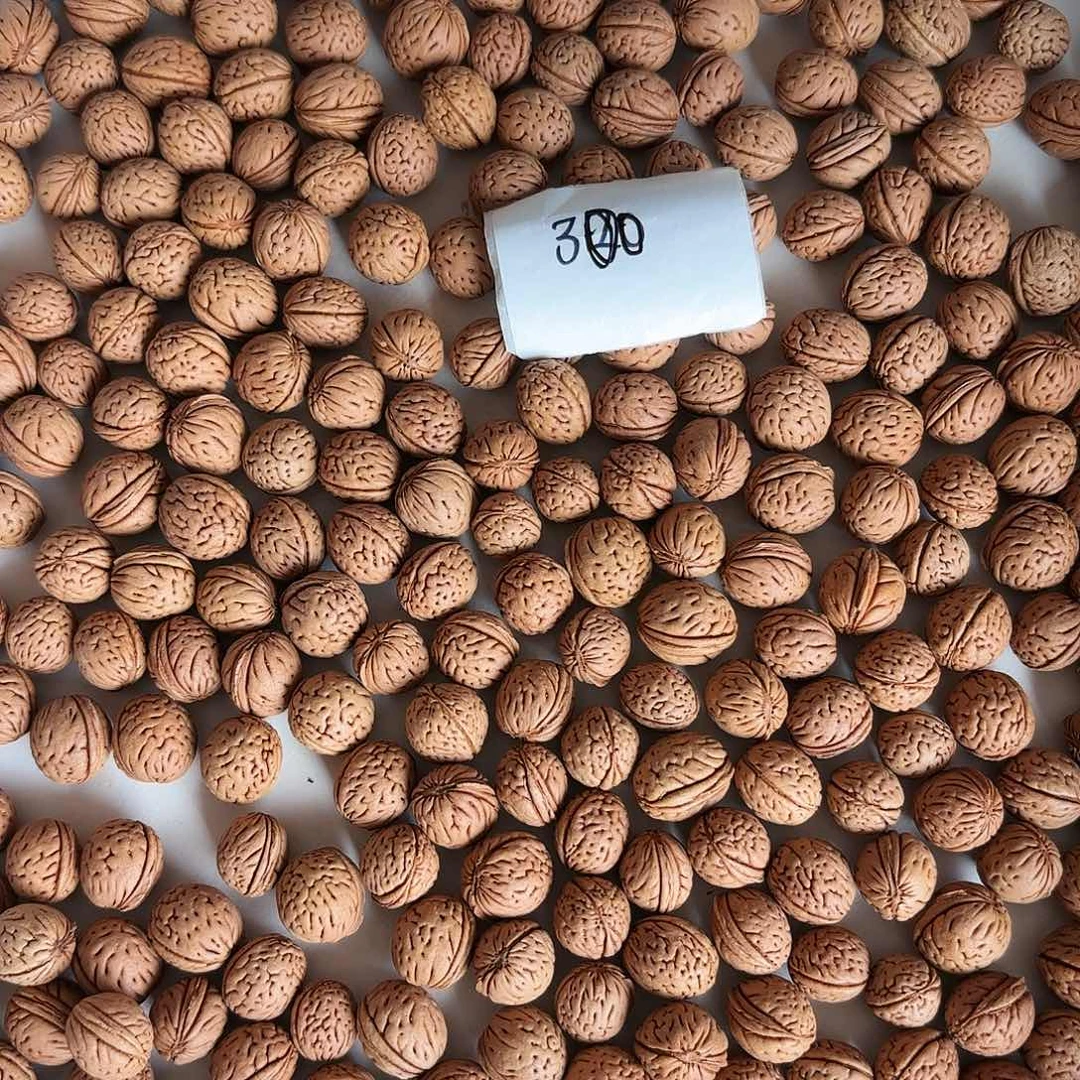 孤***楼桃核吊坠福利多多