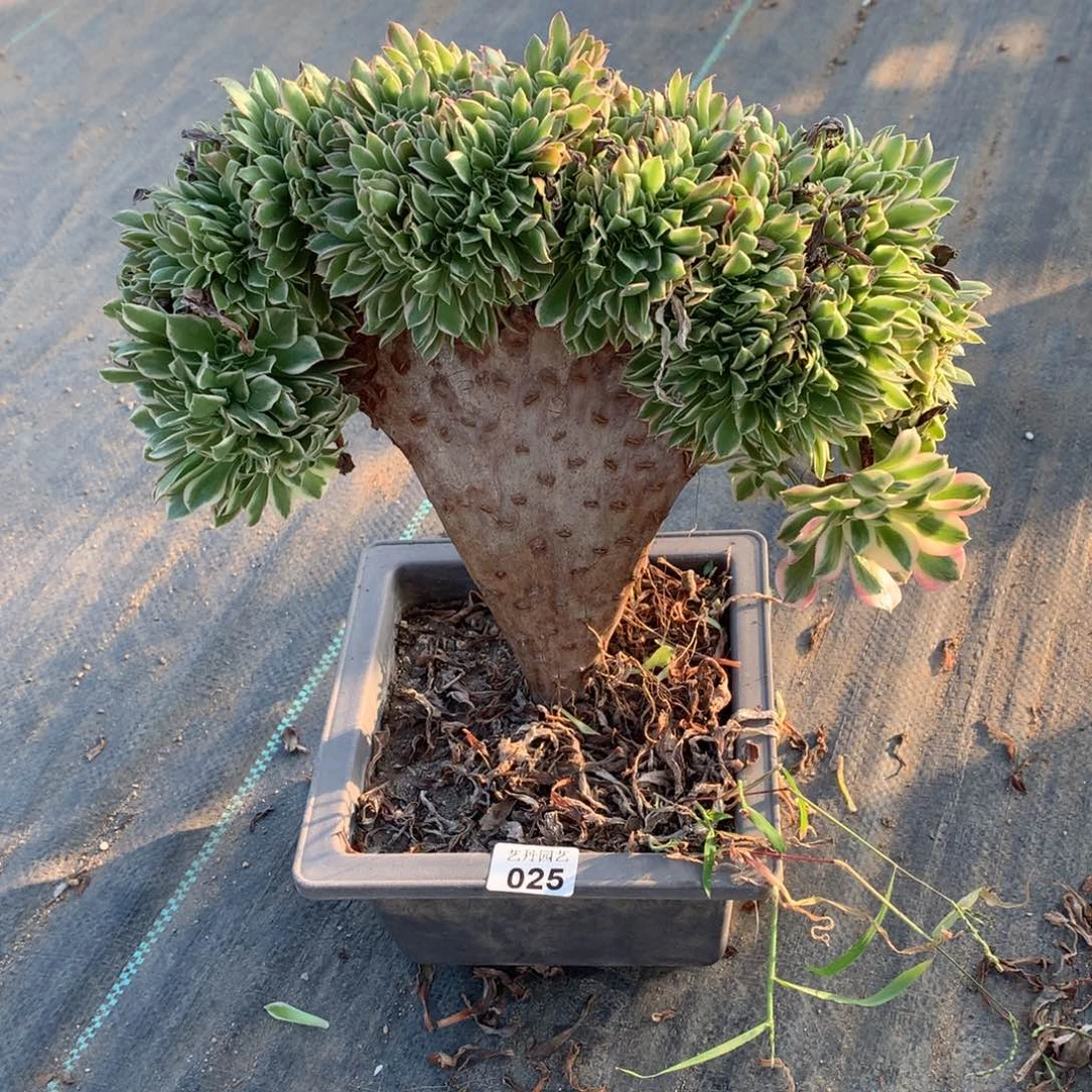 025白凤小脚一颗缀化
