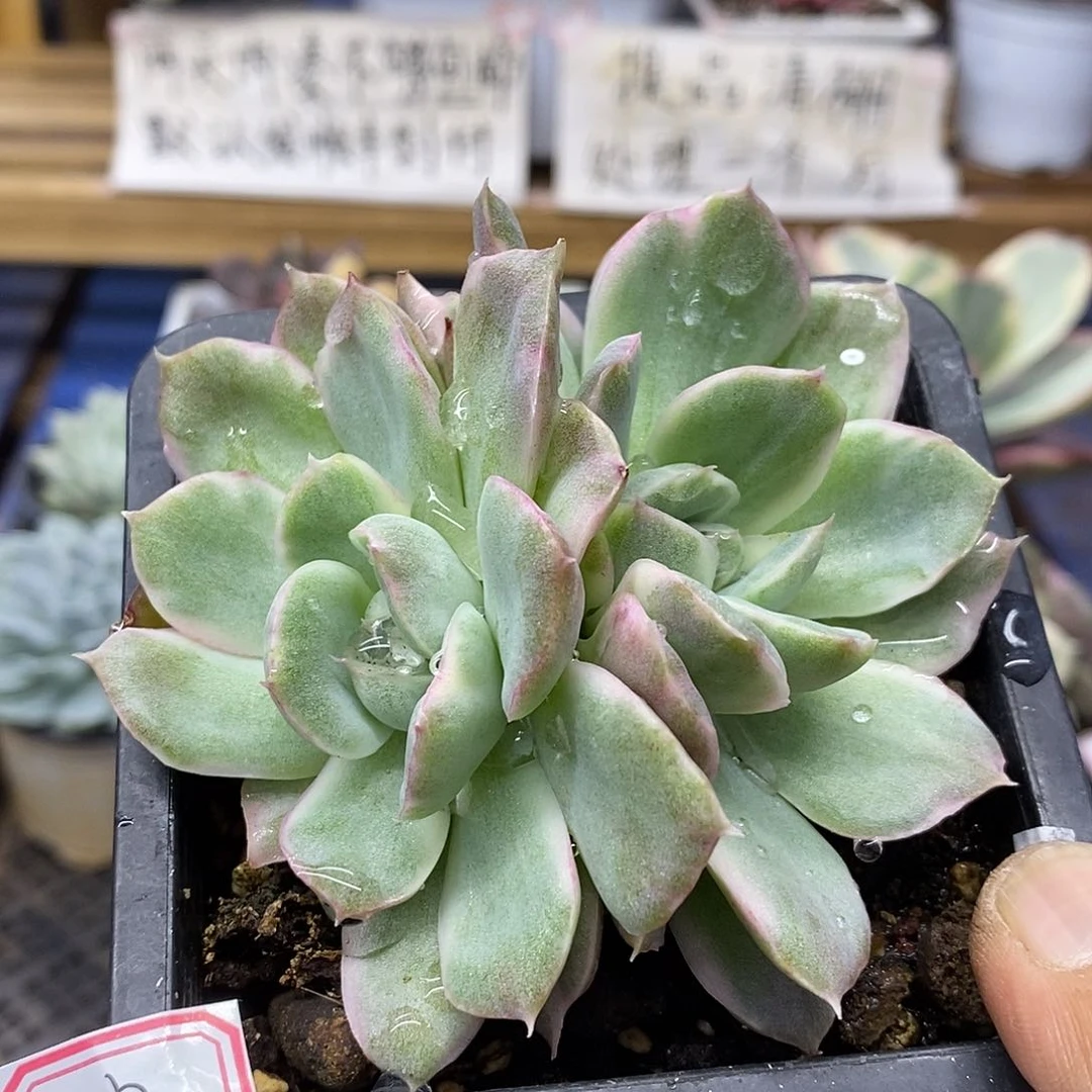 3042 不知名锦双头