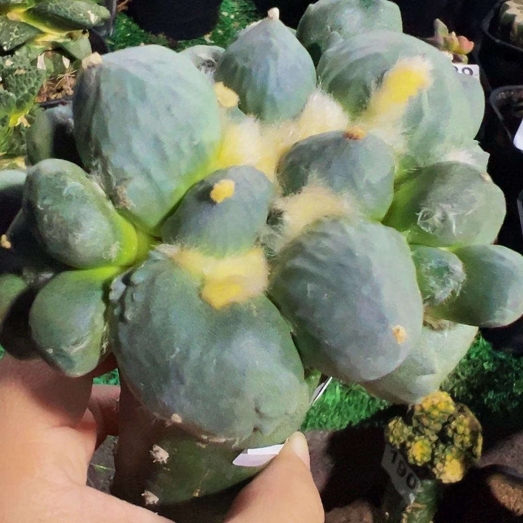 无花朵福利蓝白肌蛋尤359