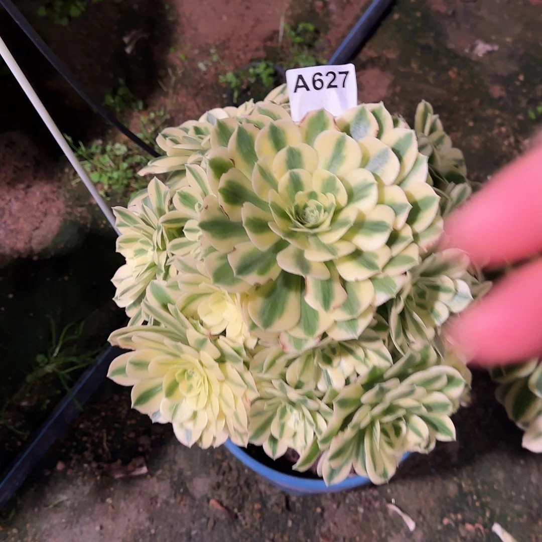 多肉植物迈巴赫627