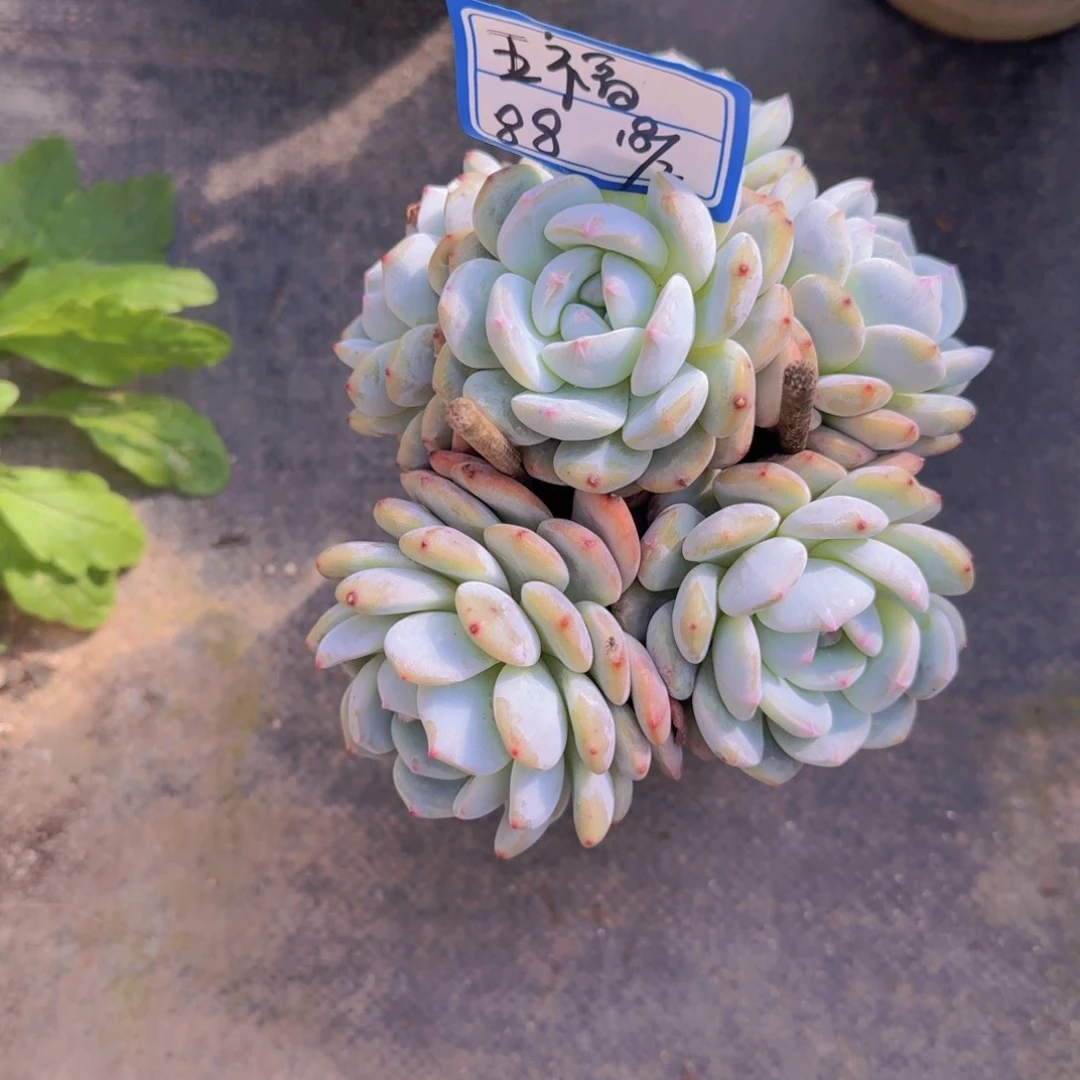 梅***福五福星影凡艺多肉