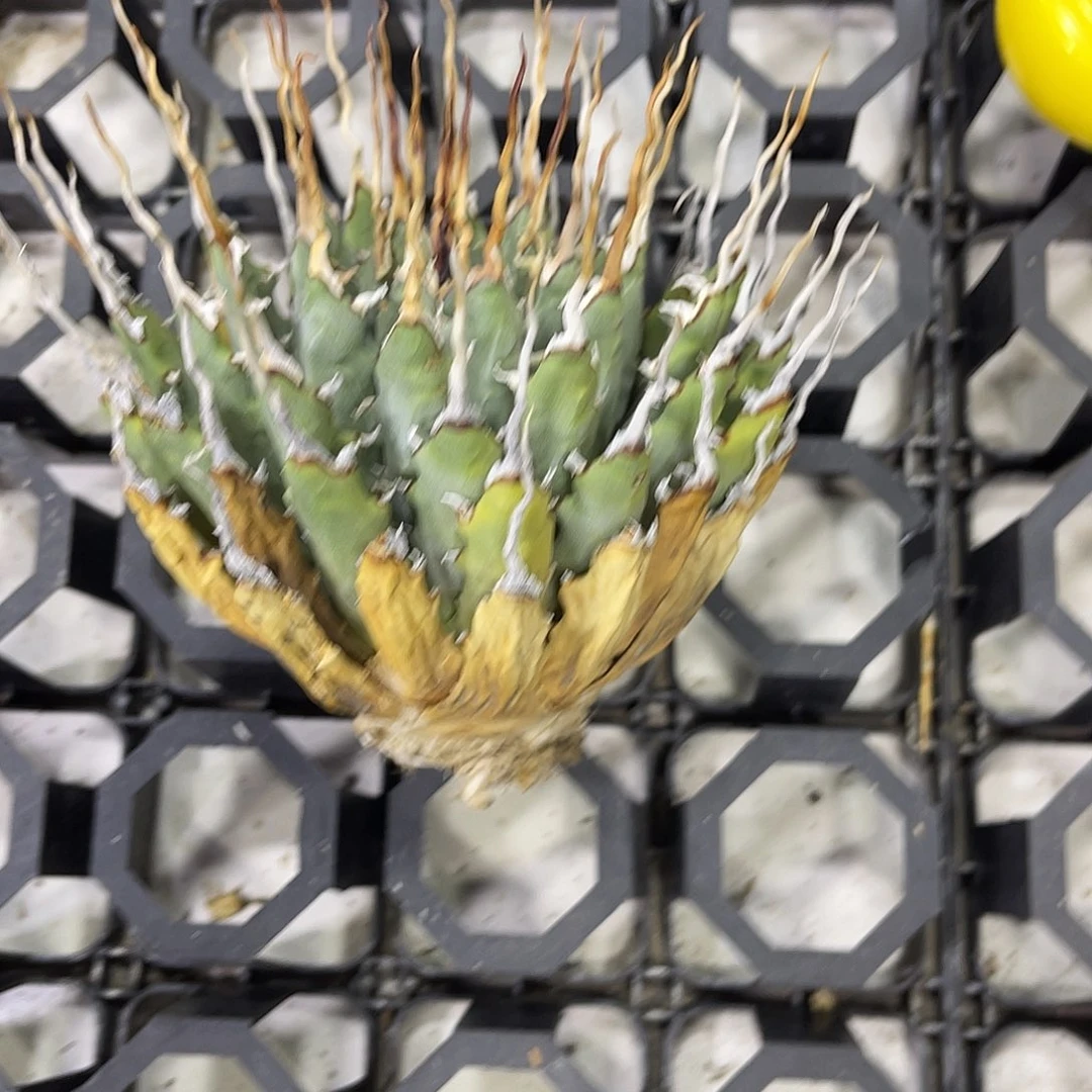 生桩妖炎好价好养