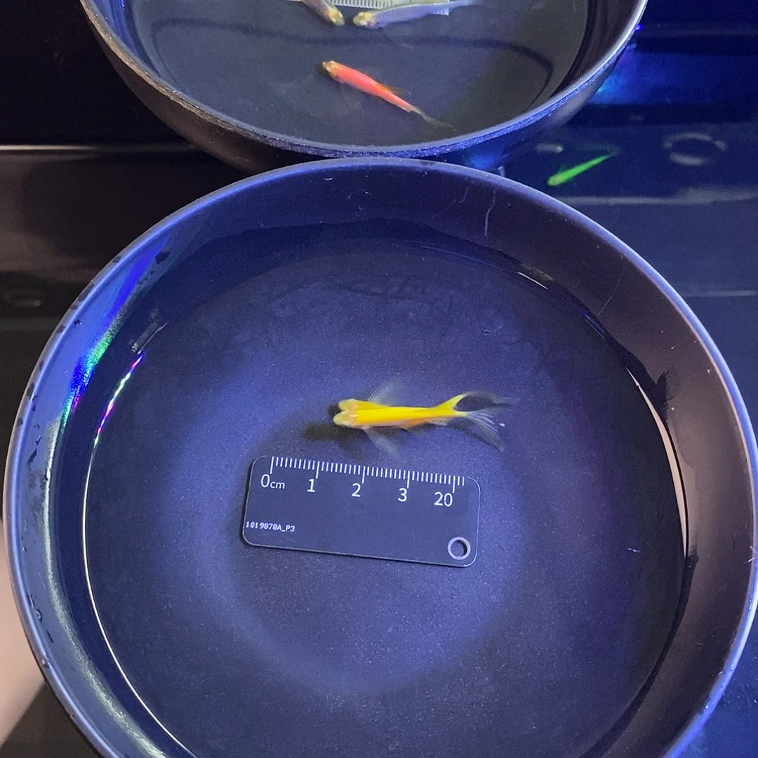 斑马鱼蝶翼斑马5条