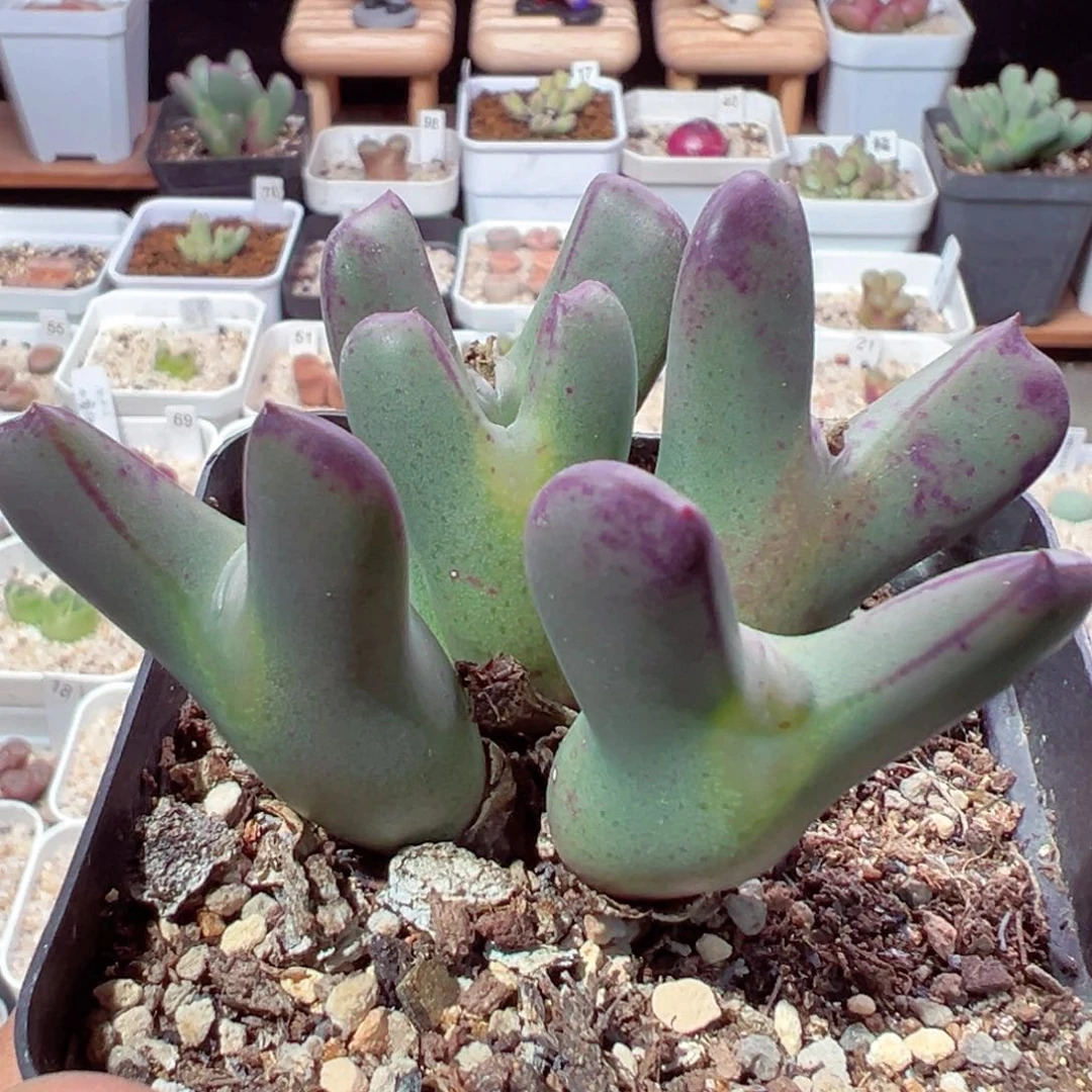 210-313多肉紫将多肉