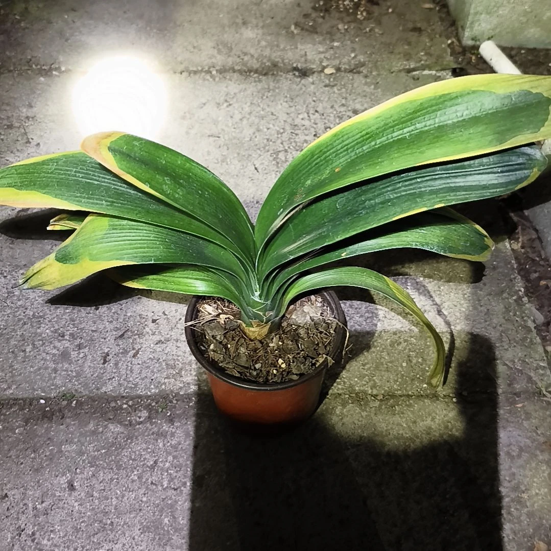 隐***尘完全开放盲盒大苗残叶特惠一棵