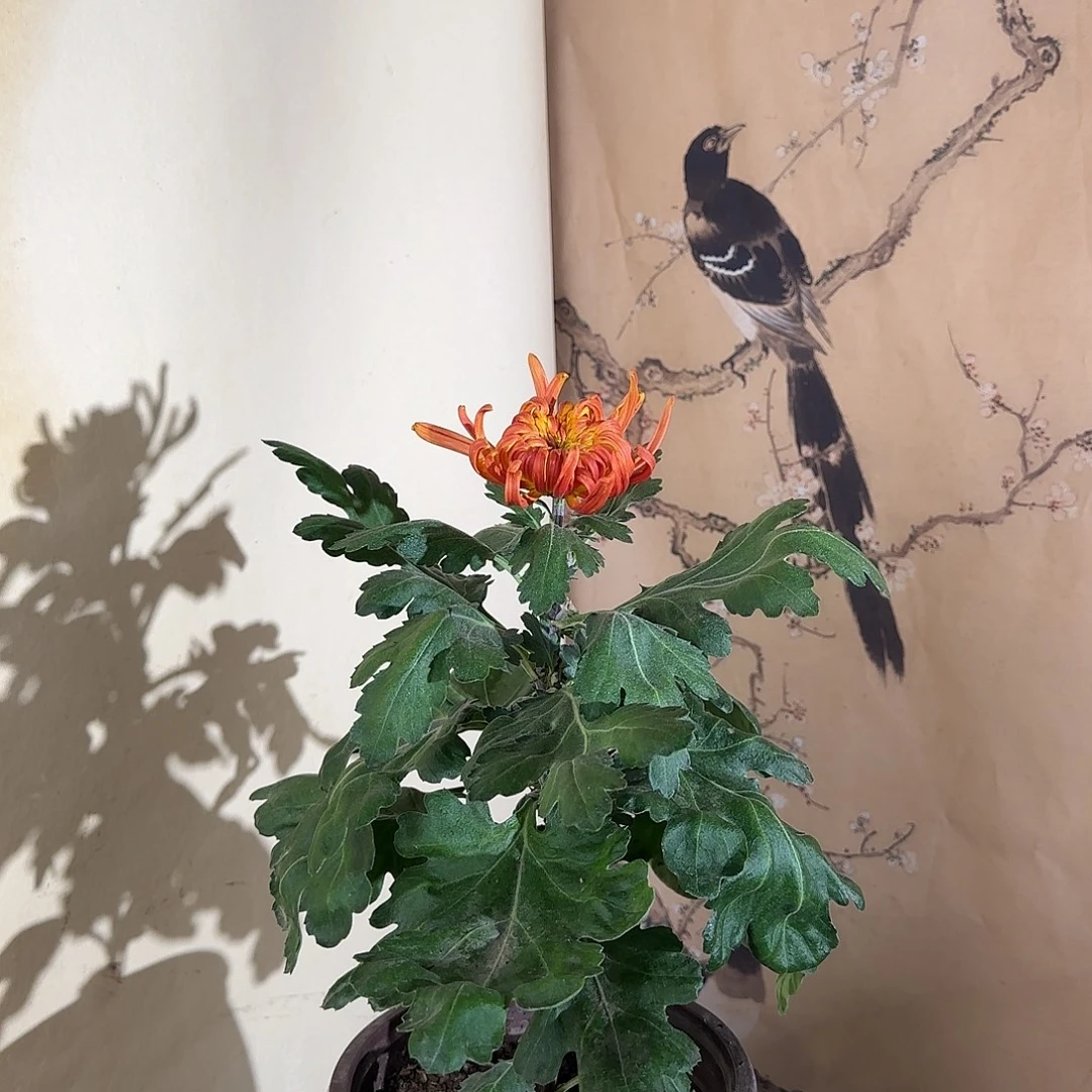 全部花朵P44444444