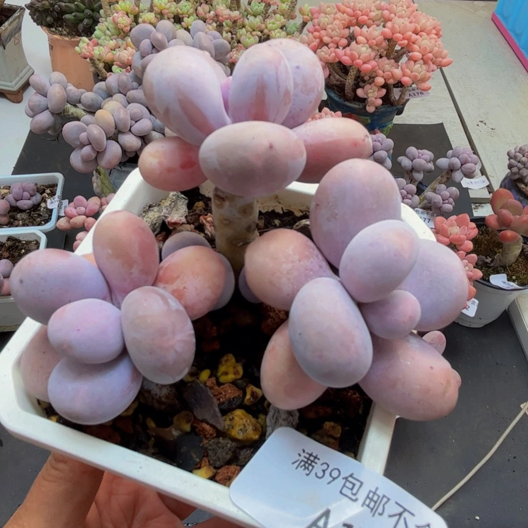 妙***芜194/8cm水光针多肉