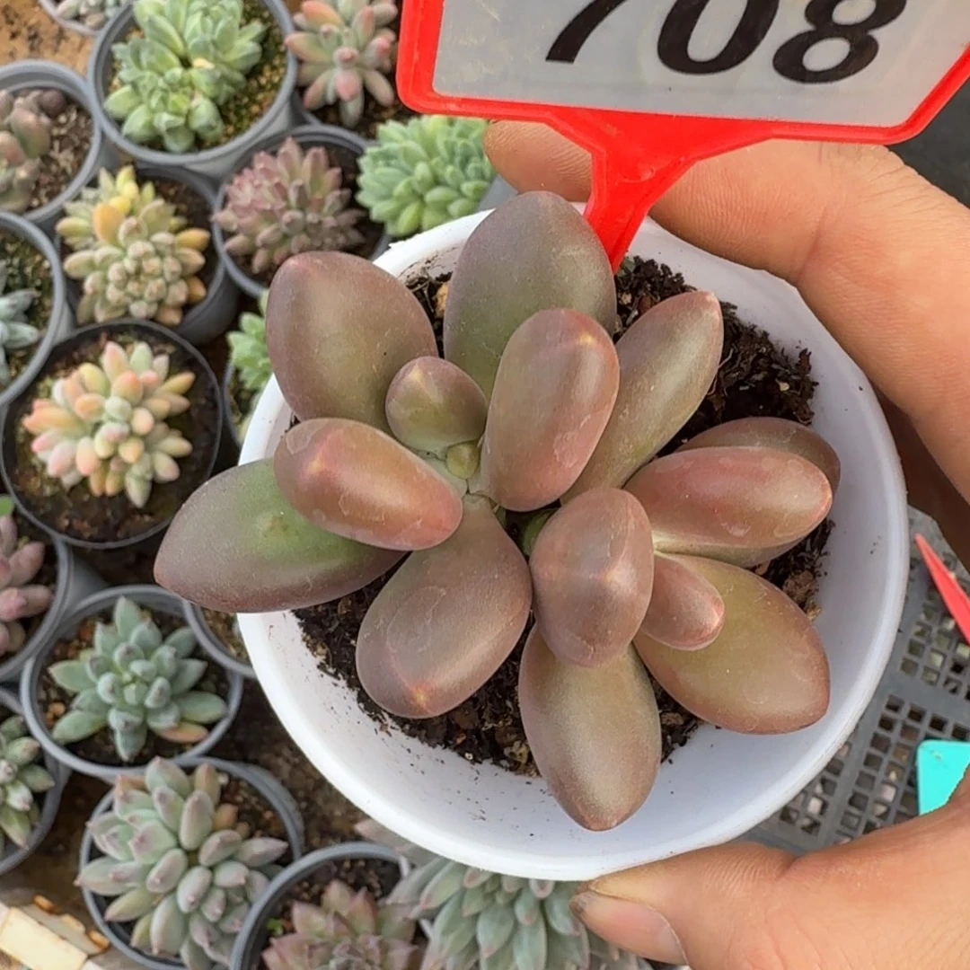 多肉植物芒果奶708