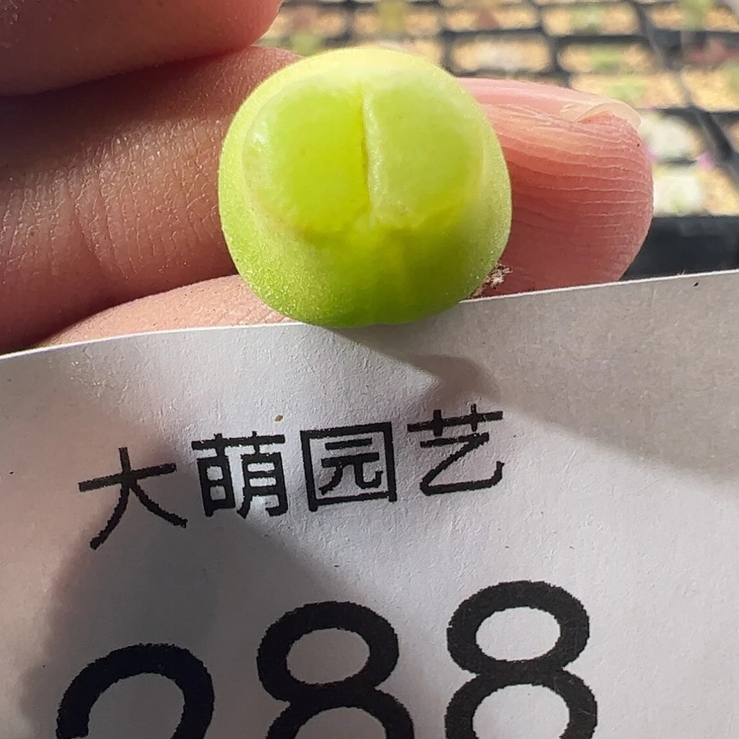 一物一拍。          母本大雪茄288