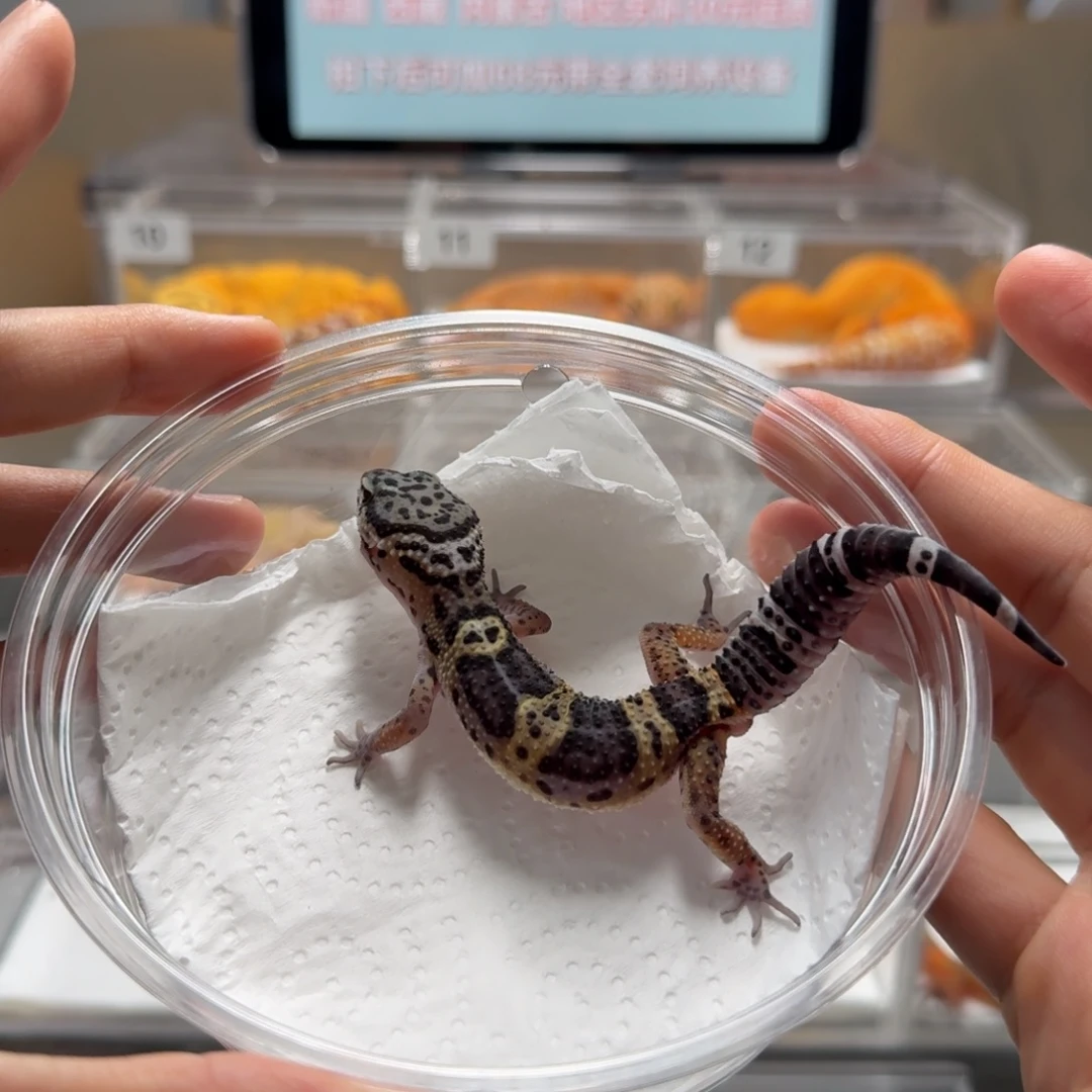 豹纹守宫黑夜弟弟
