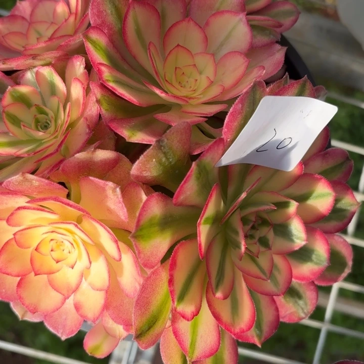 云南荔枝好看20号