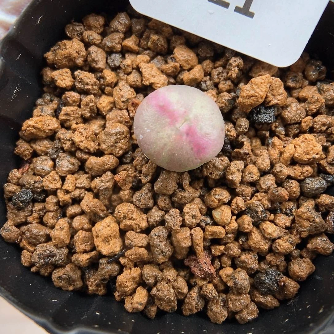 多肉植物A-921（0.8）锦