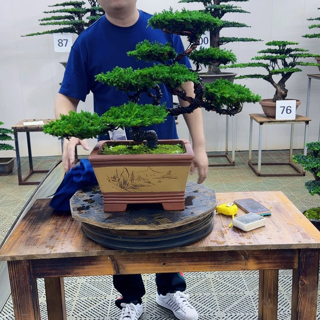 无花朵柏树造型盆景