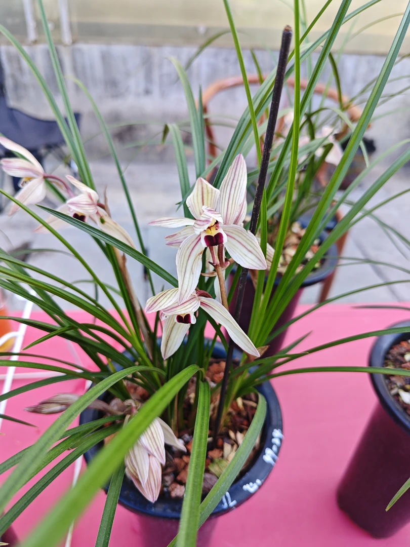 直播间一物一拍  莲瓣兰