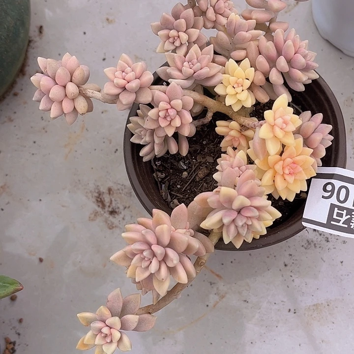 姬秋丽锦19109多肉植物