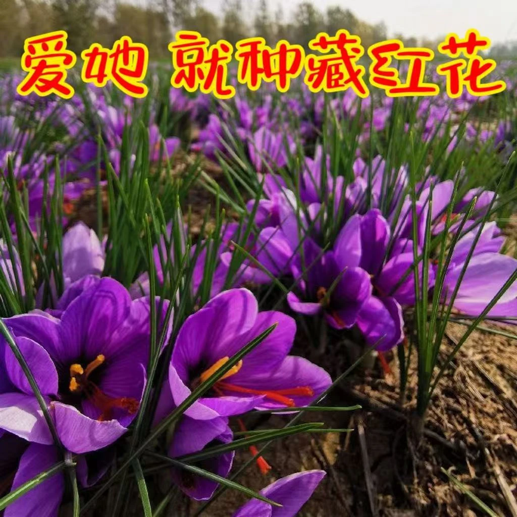 藏红花种球阳台花盆小院种植藏红花球花丝泡茶易养活耐寒花卉绿植