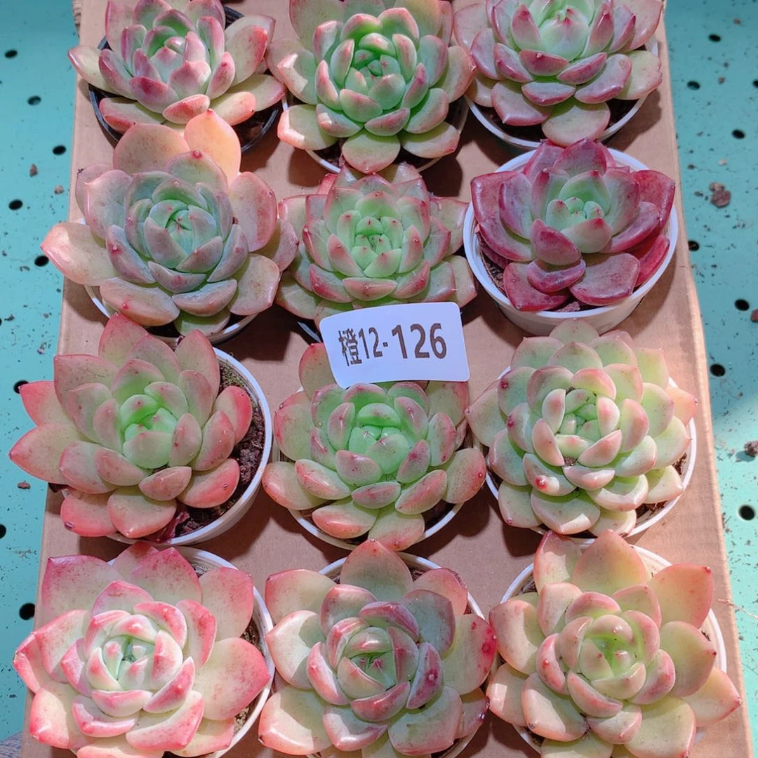 12-126一物一拍多肉带盆18颗