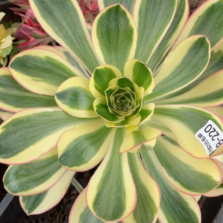 220艳资多，12345678