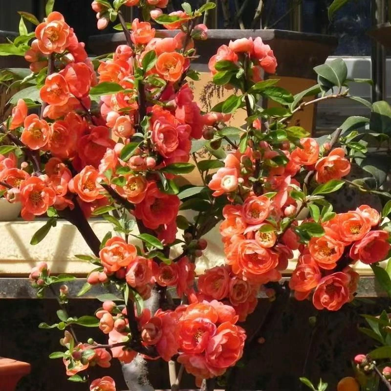 【原生】长寿乐海棠带花苞花芽耐寒耐高温好养活