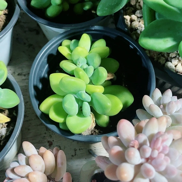 Kk奶25一盆554646464