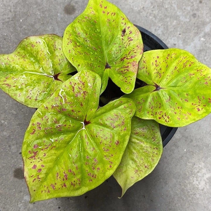 152-0601彩叶芋广东现货