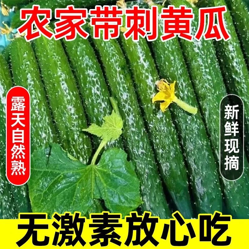 河南现摘新鲜刺黄瓜生吃脆甜爽口应季新鲜蔬菜绿嚷黄瓜