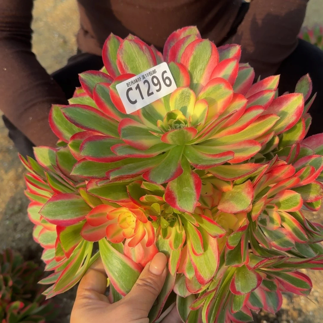 1296妖月。多肉植物