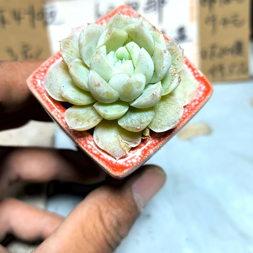 满6元包邮，#奶油白月影