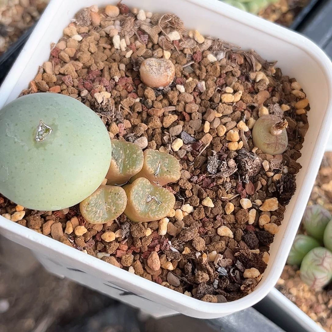 多肉植物满58包邮