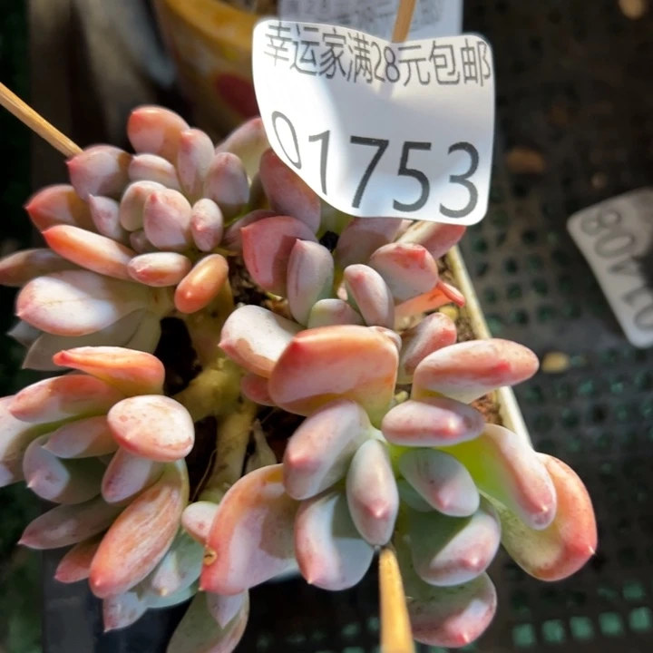 幸运儿是一位非常优秀且