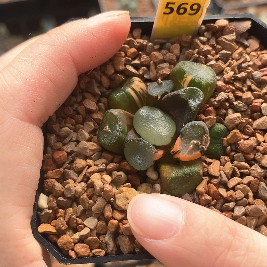 红陶569号空门锦一物一拍