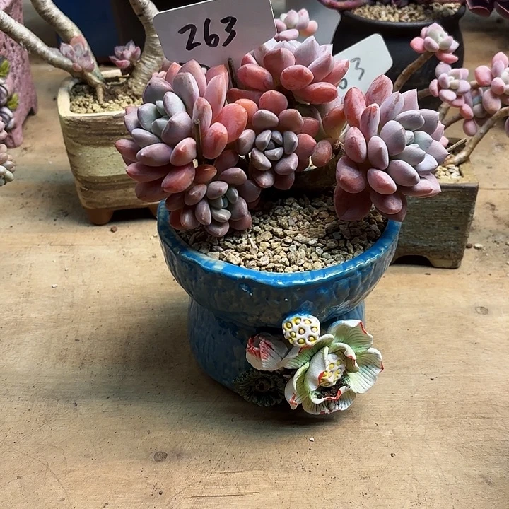 多肉植物，白露263号