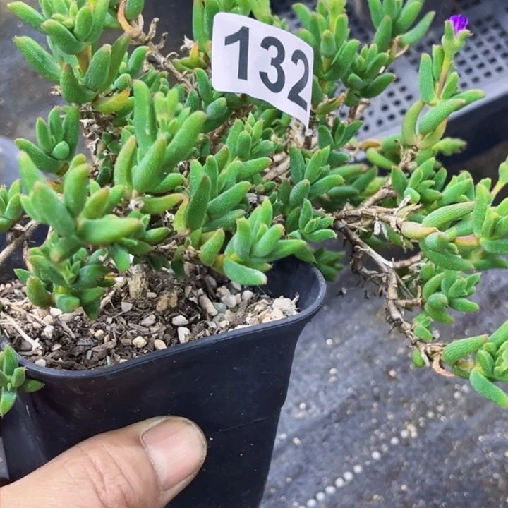 132玉米一物一图如图带盆