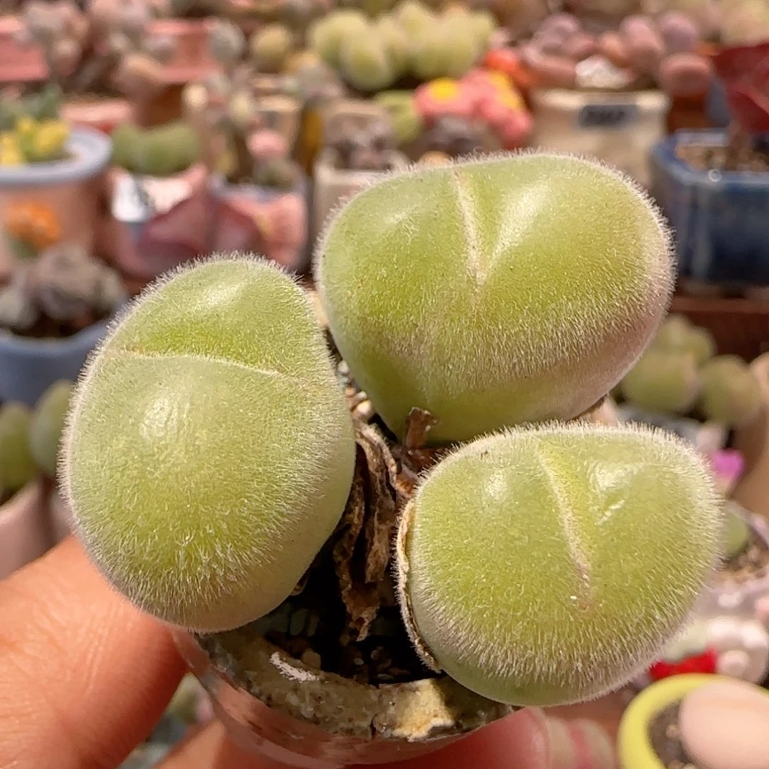 T三头毛翠滴盆口3cm