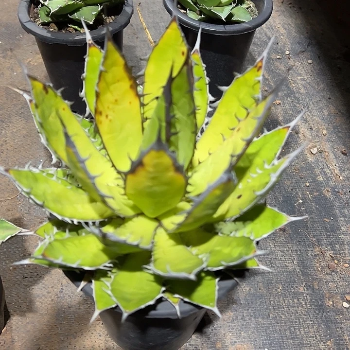龙舌兰多肉植物多肉