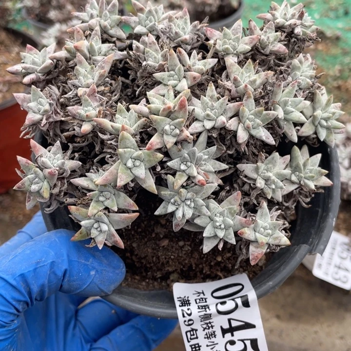 545号白菊多肉植物