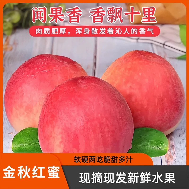 山东果园现发金秋红蜜桃软硬两吃脆甜多汁现摘现发新鲜水果桃子