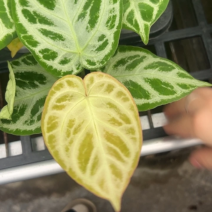 风***y完全开放一物一拍Q92
