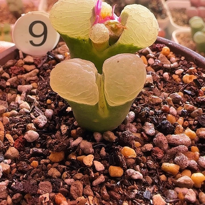 9号精品母本双头优选