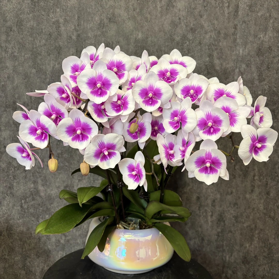 【美少女-蝴蝶兰】年宵花 鲜花 易养花期长  室内观赏花 送礼