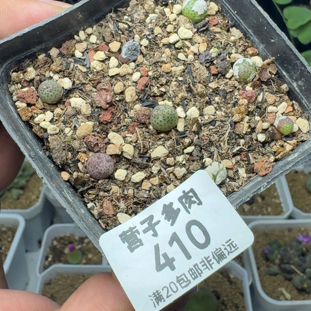 龙猫带盆土