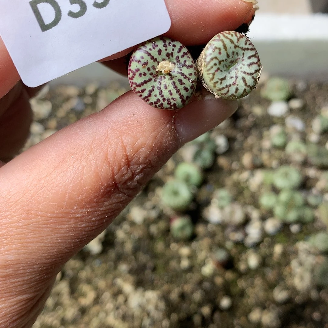 D35多肉植物保护