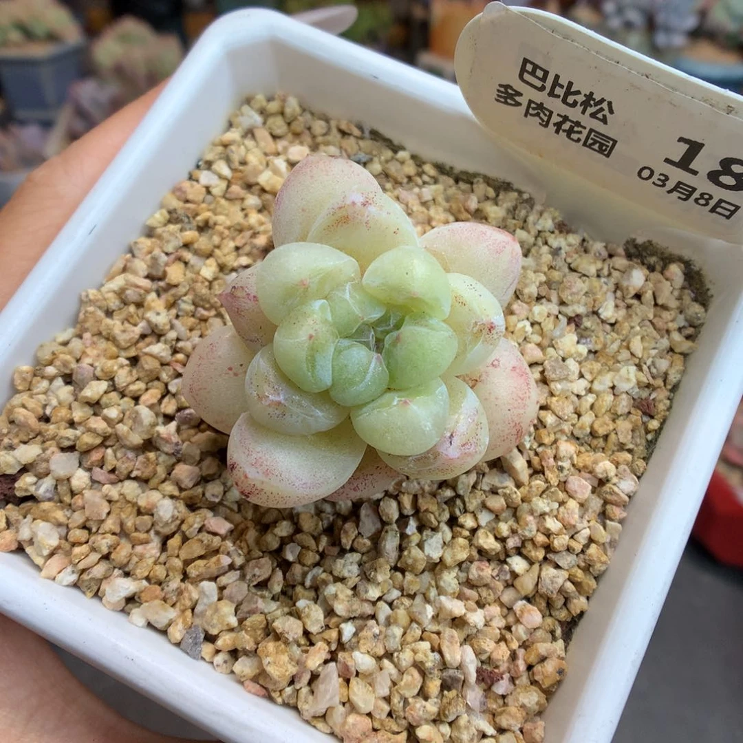 18冰玉石化韩货多肉植物