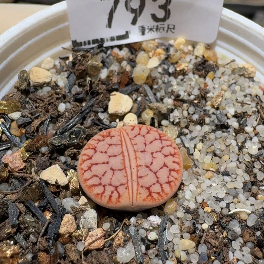 Ssss精品生石花793