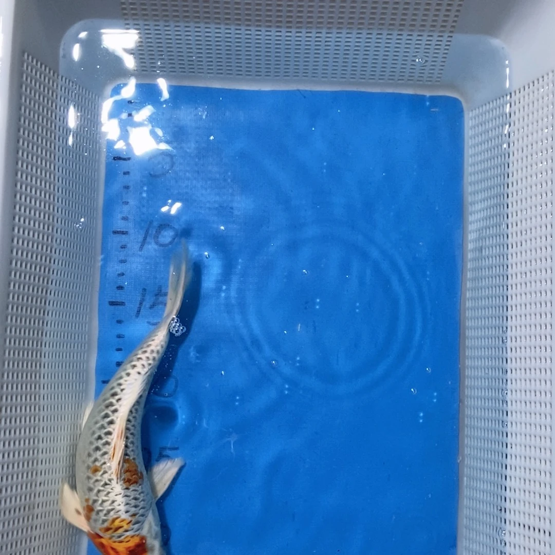 锦鲤锦鲤包邮包售后