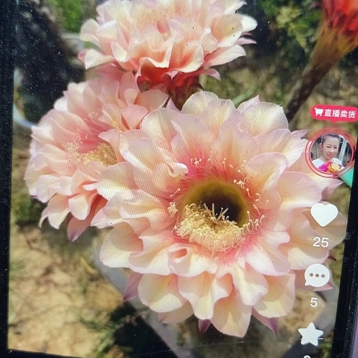 乡书彩草侧芽三公分