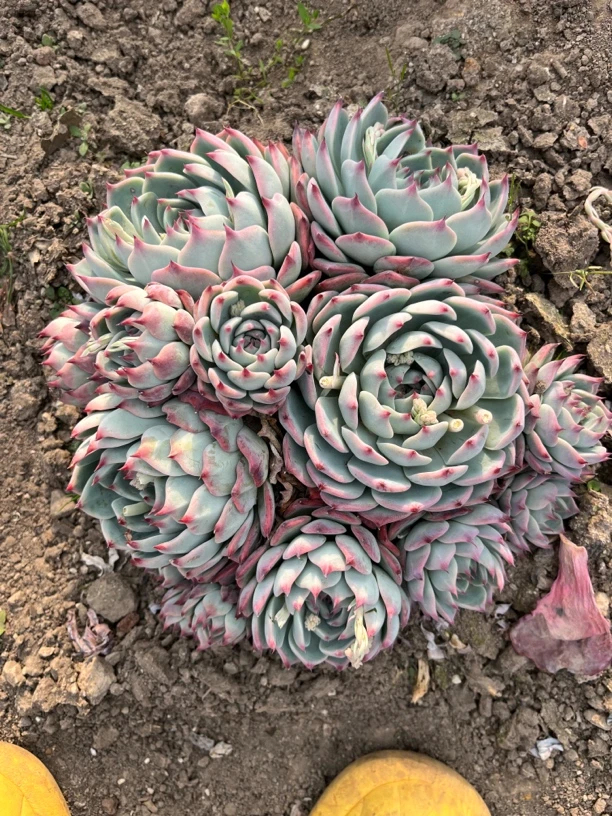 吉娃娃地栽多肉植物。满19元包邮