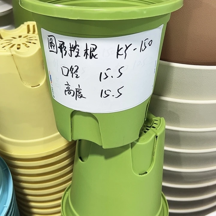 正品圆控口15高15果绿无托10只